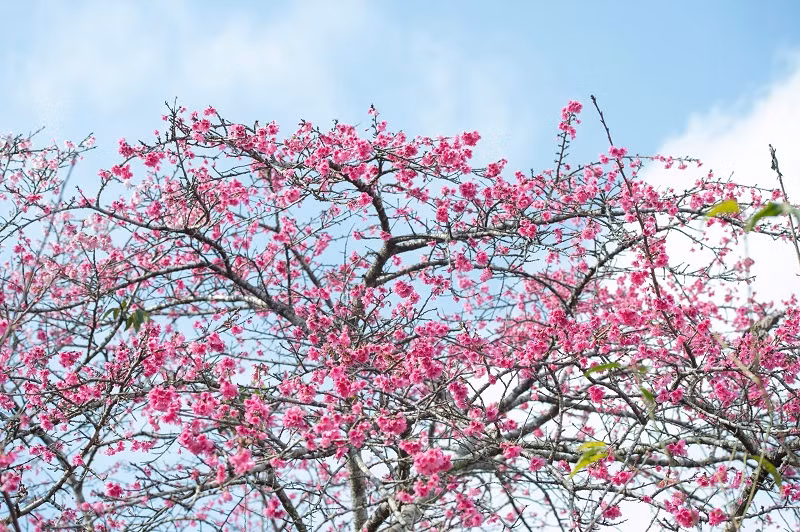 Các cây đào như đua nhau khoe sắc.