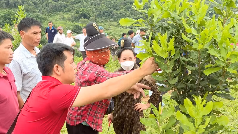 Cán bộ kỹ thuật Trung tâm Dịch vụ nông nghiệp huyện Tuần Giáo hướng dẫn người trồng mắc-ca cách phát hiện sâu bệnh trên cây.