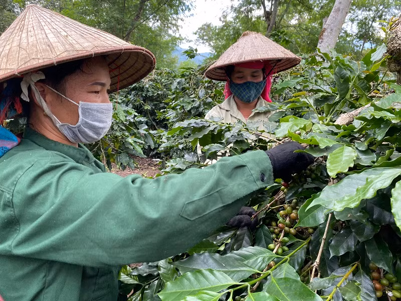 Nhờ nguồn vốn tín dụng của Ngân hàng Chính sách xã hội tỉnh Điện Biên, nhiều gia đình đồng bào dân tộc thiểu số huyện Mường Ảng đã có vốn mở rộng diện tích cây cà-phê, thoát nghèo bền vững.