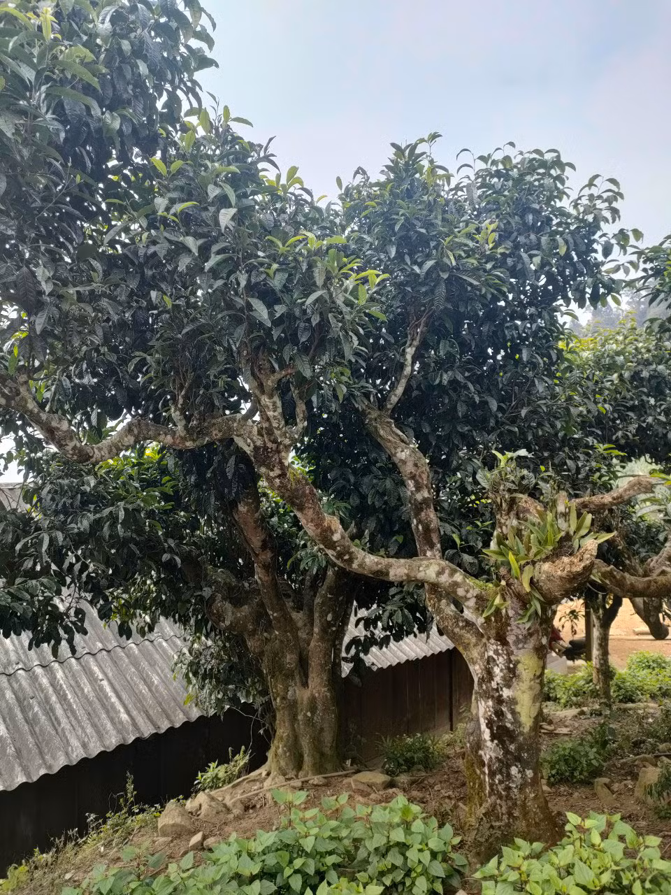 Những cây trà cổ thụ ở Yên Bái. (Ảnh: PHAN HỒNG)