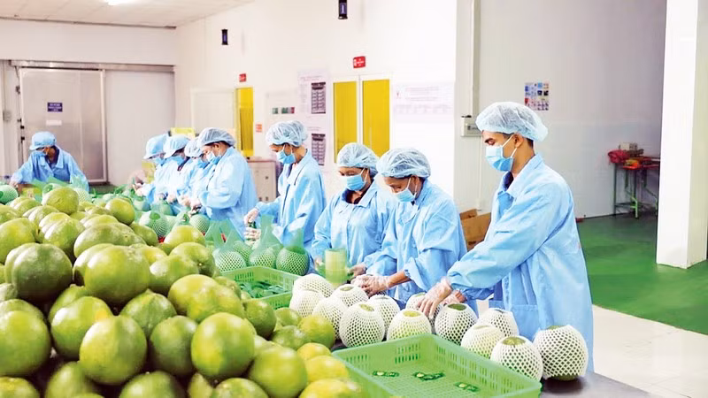 Lao động làm việc tại doanh nghiệp xuất khẩu trái cây. (Ảnh: MINH HÀ)