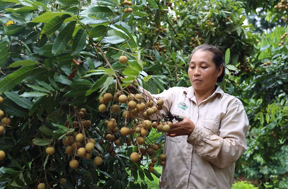 Huyện Sông Mã có trên 10.000ha cây ăn quả, trong đó gần 7.500ha nhãn.