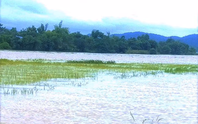 Mưa lũ làm nhiều diện tích lúa trên địa bàn huyện Lắk, tỉnh Đắk Lắk bị ngập trong nước, gây thiệt hại nặng nề.