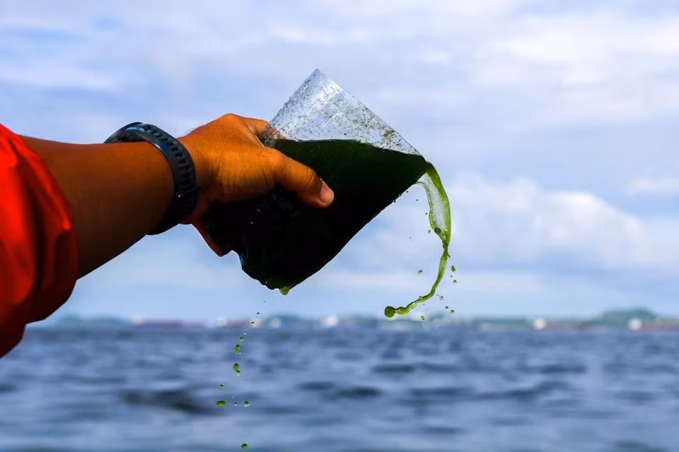 Một nhà khoa học biển từ Đại học Kasetsart với mẫu nước biển xanh lục tại bờ biển Chonburi, Thái Lan ngày 14/9. Ảnh: Reuters. Một nhà khoa học biển từ Đại học Kasetsart với mẫu nước biển xanh lục tại bờ biển Chonburi, Thái Lan ngày 14/9. Ảnh: Reuters.