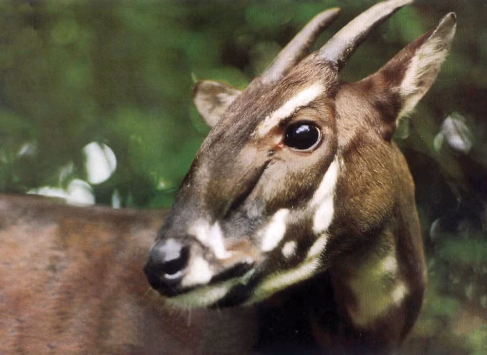 Sao la (Pseudoryx nghetinhensis). Ảnh: WWF-Việt Nam. Sao la (Pseudoryx nghetinhensis). Ảnh: WWF-Việt Nam.