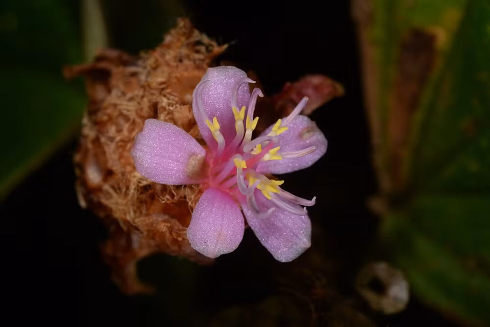"Hoa mây" Xephoanthus nubigenus được phát hiện trong các khu rừng có mây bao phủ tại cao nguyên Lang Biang ở tỉnh Lâm Đồng. "Hoa mây" Xephoanthus nubigenus được phát hiện trong các khu rừng có mây bao phủ tại cao nguyên Lang Biang ở tỉnh Lâm Đồng.