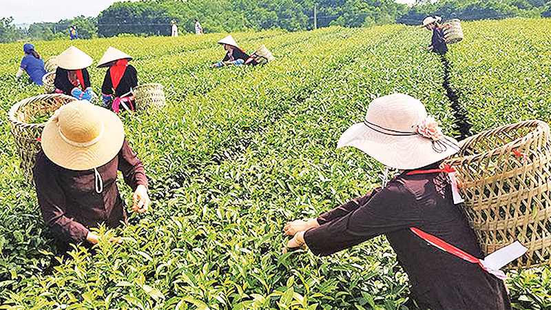 Du khách trải nghiệm hái chè tại huyện Hải Hà. 