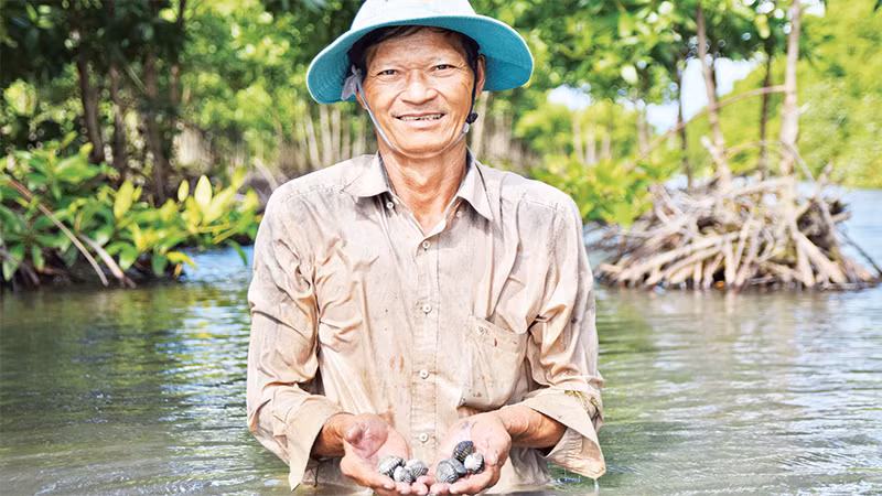 Ông Nguyễn Hoàng Lương thu hoạch sò huyết nuôi dưới tán rừng phòng hộ. 