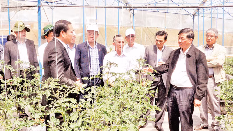 Lãnh đạo tỉnh Lâm Ðồng thăm nông trại của Hợp tác xã Dịch vụ nông nghiệp tổng hợp Sunfood Ðà Lạt. 
