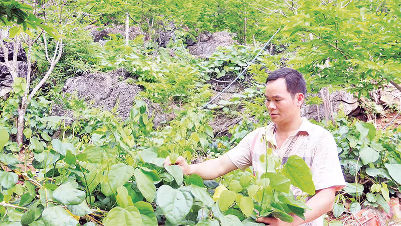 Anh Lưu Anh Tuấn, ở thôn Lũng Cút, thị trấn Ðồng Mỏ (huyện Chi Lăng, Lạng Sơn) thu hái rau bò khai tại vườn của gia đình. 