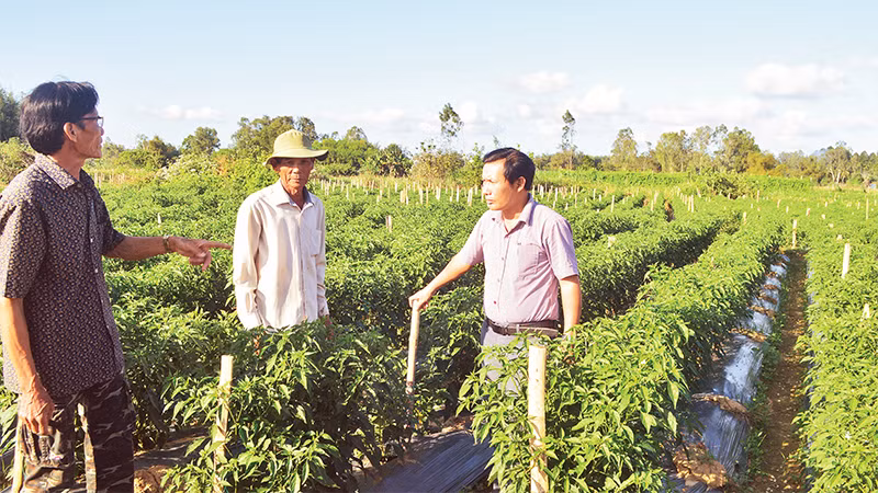 Nguồn vốn tín dụng ưu đãi là cú huých giúp người dân nông thôn Quảng Ngãi vươn lên thoát nghèo. 