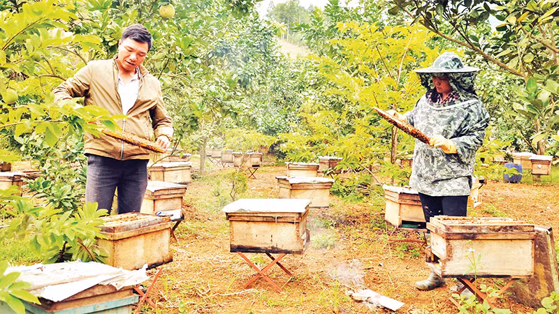 Nuôi ong núi đá lấy mật ở xã Xuân Quang, huyện Bảo Thắng, tỉnh Lào Cai đem lại hiệu quả kinh tế cao, giúp nhiều hộ gia đình xóa nghèo, vươn lên làm giàu bền vững. 