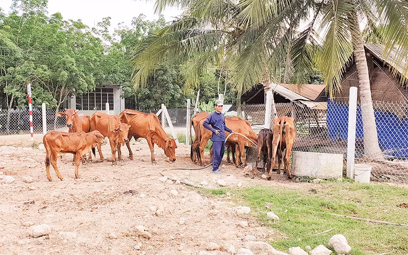 Anh Phạm Văn Út bỏ nghề làm mướn, chuyển sang nuôi bò cái sinh sản, thoát nghèo. 