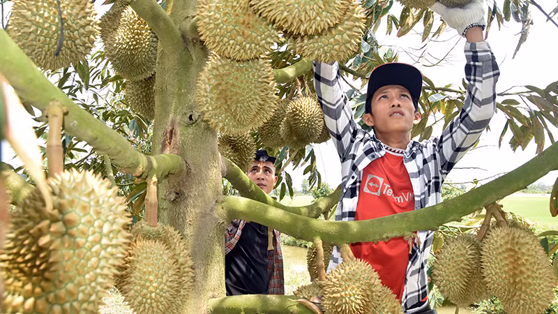 Thương lái tuyển lựa sầu riêng tại vườn của bà Nguyễn Thị Hoa, xã Mỹ Thành Bắc, huyện Cai Lậy, tỉnh Tiền Giang để xuất khẩu.