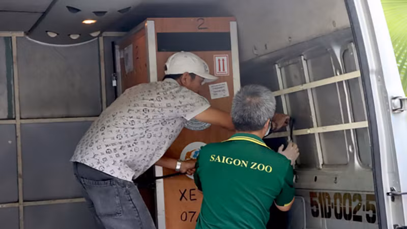 Các cá thể Sếu đầu đỏ được đưa lên xe vận chuyển về Vườn quốc gia Tràm Chim. (Ảnh: Cổng Thông tin điện tử tỉnh Đồng Tháp)