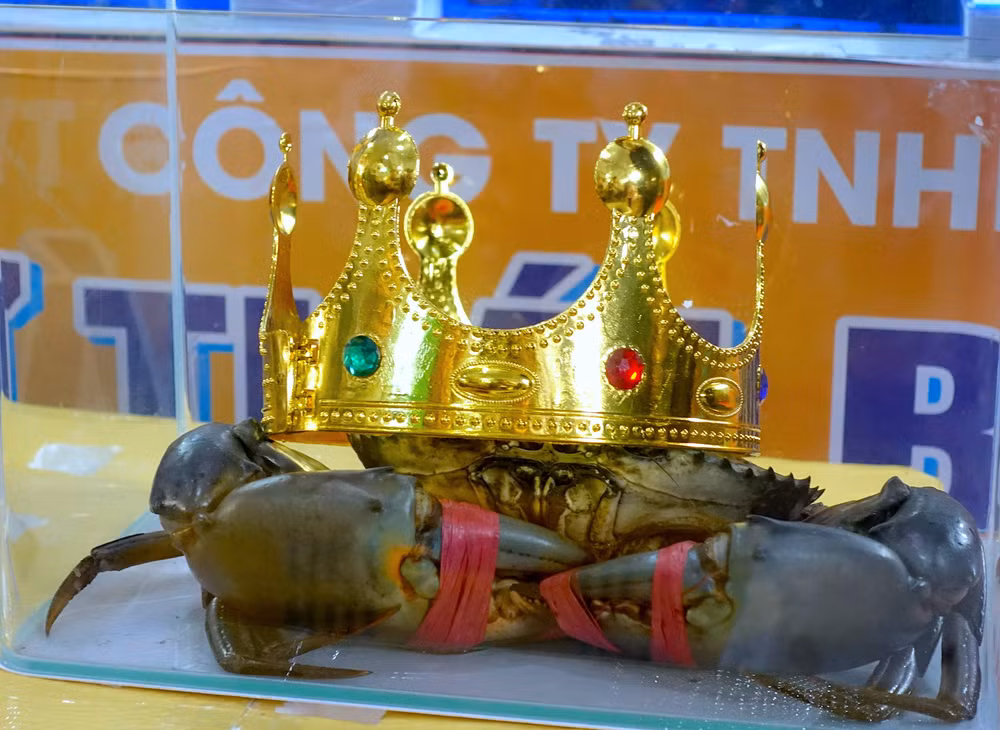 “Cua Cà Mau lớn nhất - Cua Sumo” đã thuộc về “thí sinh cua” số 11 với cân nặng 1,4519kg đến từ huyện Năm Căn. “Cua Cà Mau lớn nhất - Cua Sumo” đã thuộc về “thí sinh cua” số 11 với cân nặng 1,4519kg đến từ huyện Năm Căn.