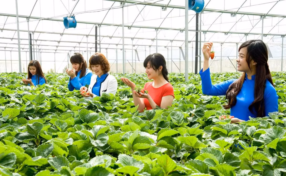 Mô hình du lịch canh nông tại Đà Lạt hấp dẫn du khách.