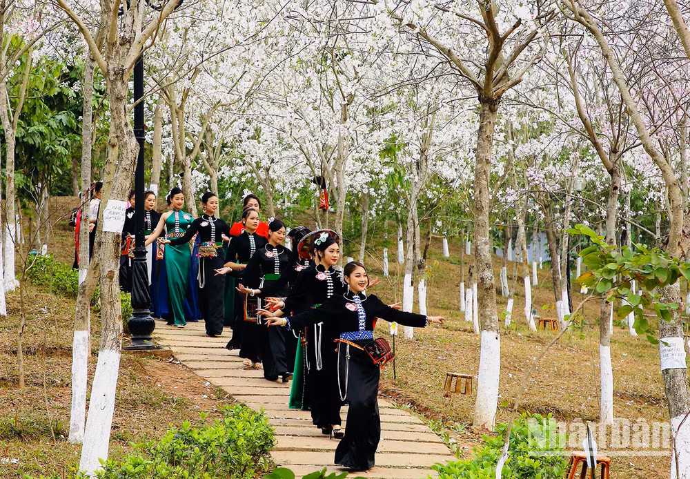 Trình diễn thực cảnh Người đẹp hoa ban là một nội dung mới, hấp dẫn trong Lễ hội hoa ban thành phố Sơn La năm 2023 tại quảng trường Tây Bắc.