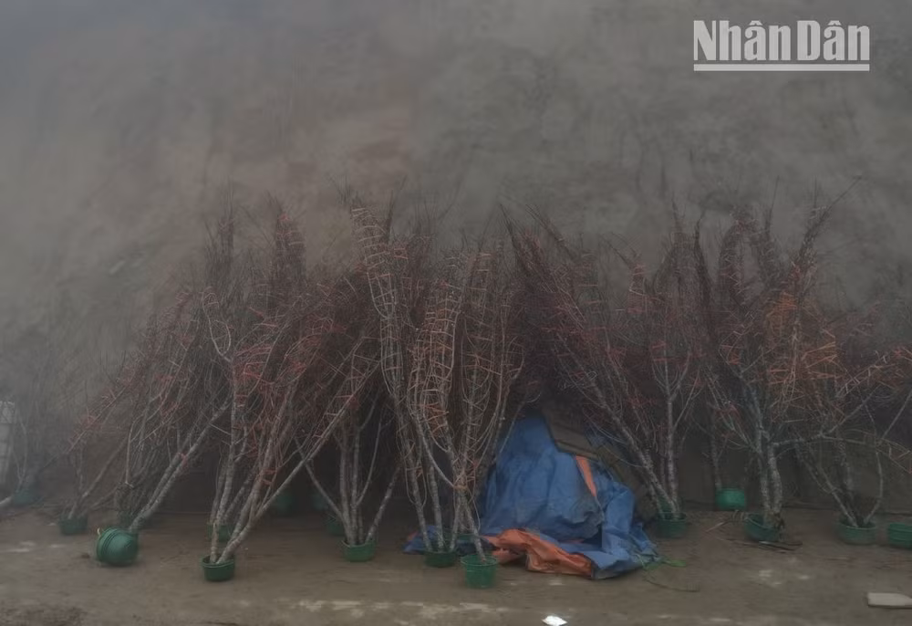 Những cành đào được bó cẩn thận chờ xe ô-tô tải đưa về thành phố. Những cành đào được bó cẩn thận chờ xe ô-tô tải đưa về thành phố.