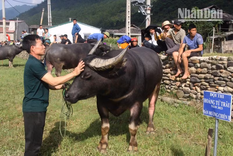Một "thí sinh" có vóc dáng to, khỏe, da bóng mượt được người dân bản Mường Chiến 2 lựa chọn để tham gia cuộc thi "hoàng tử trâu".