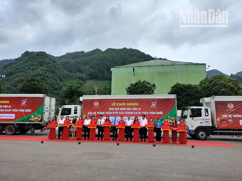 Cắt băng khởi hành đưa quả mận hậu Sơn La vào hệ thống phân phối của Sài Gòn Co.op.
