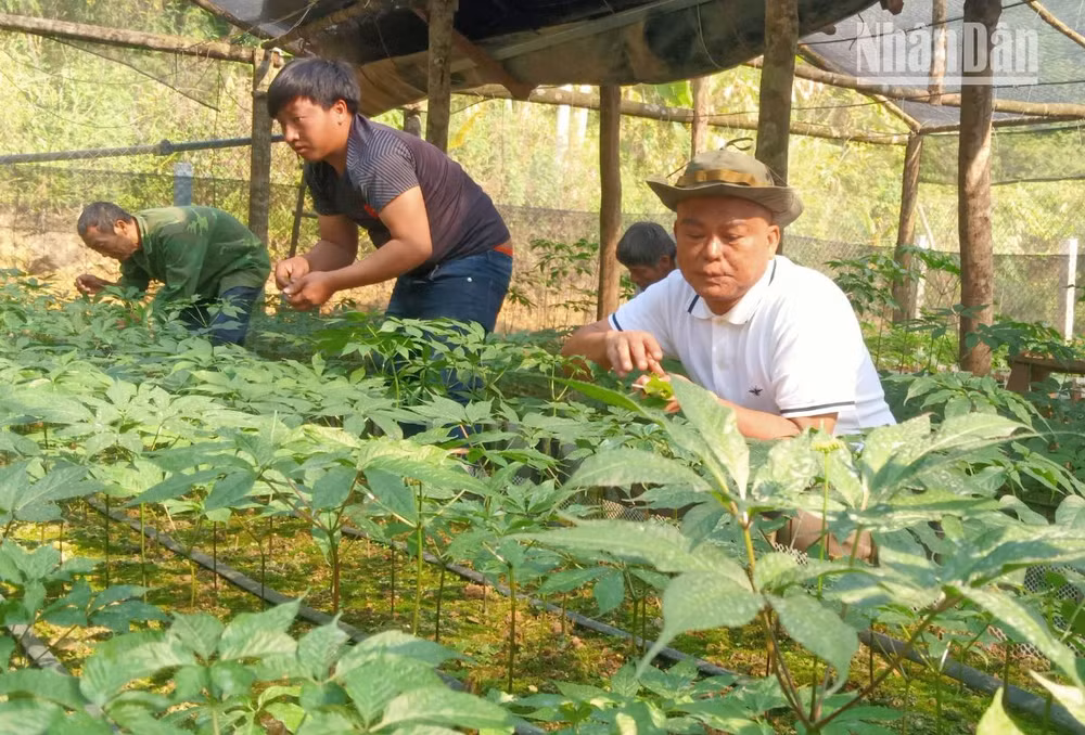 Sơn La đã trồng thành công sâm Ngọc Linh tại bản Sam Ta, xã Chiềng Chung, huyện Mai Sơn.