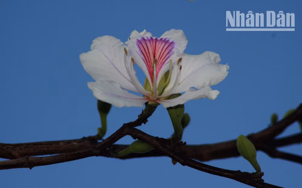 Trong đời sống sinh hoạt hằng ngày của đồng bào dân tộc Thái ở Sơn La hay tại những lễ hội..., đồng bào dân tộc Thái thường dùng hoa ban làm lễ vật để bày tỏ khát vọng sống, khát vọng lứa đôi và tấm lòng biết ơn với đất, trời và tổ tiên. Trong đời sống sinh hoạt hằng ngày của đồng bào dân tộc Thái ở Sơn La hay tại những lễ hội..., đồng bào dân tộc Thái thường dùng hoa ban làm lễ vật để bày tỏ khát vọng sống, khát vọng lứa đôi và tấm lòng biết ơn với đất, trời và tổ tiên.