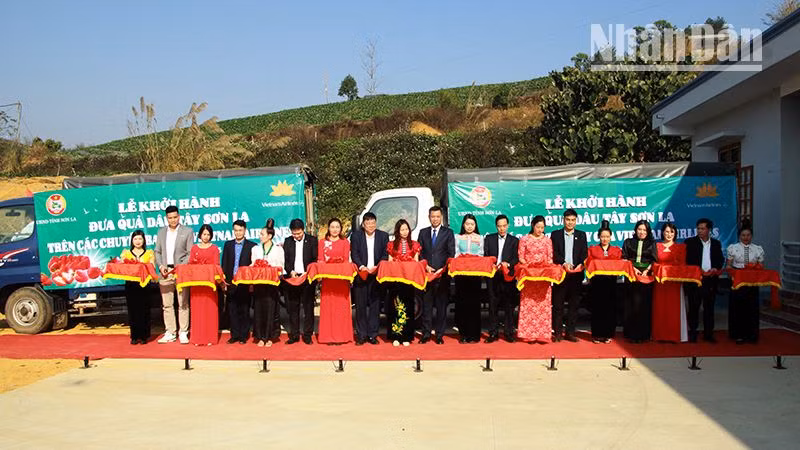 Các đại biểu cắt băng khởi hành đưa quả dâu tây Sơn La lên các chuyến bay của Vietnam Airlines.