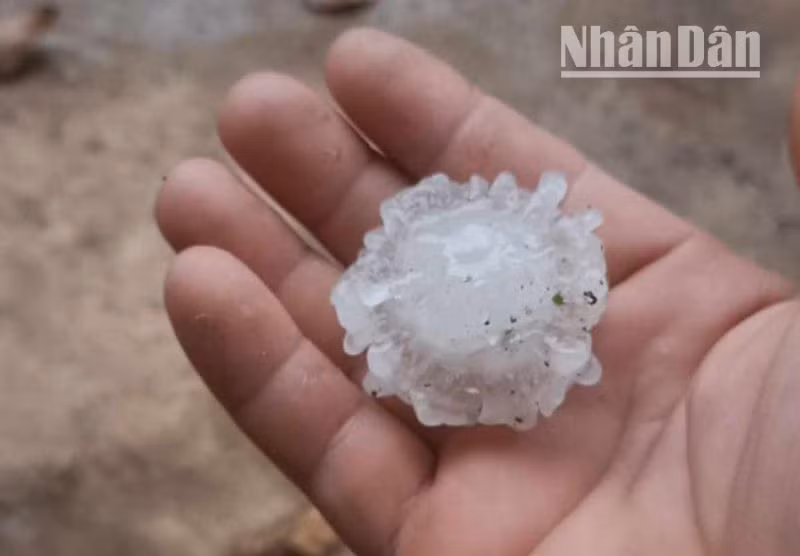 Kích cỡ một viên đá tại huyện Thuận Châu, tỉnh Sơn La. (Ảnh: TÙNG LÂM) Kích cỡ một viên đá tại huyện Thuận Châu, tỉnh Sơn La. (Ảnh: TÙNG LÂM)