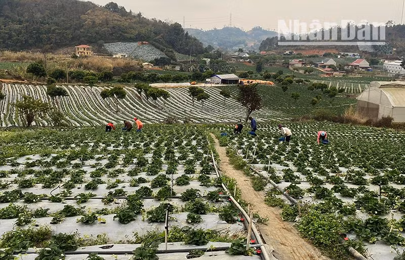 Nhiều diện tích trồng dâu tây ở huyện Mai Sơn đã mang lại thu nhập cao cho người nông dân.