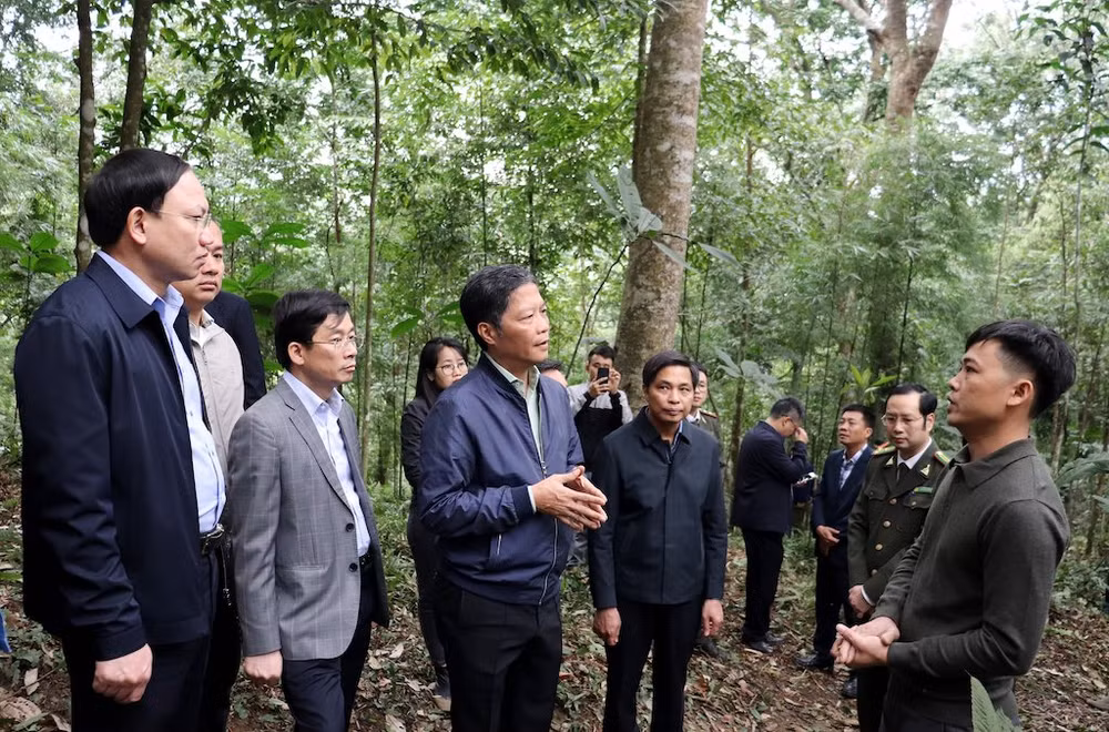 Đồng chí Trần Tuấn Anh, Trưởng Ban Kinh tế Trung ương và Đoàn công tác cùng lãnh đạo tỉnh Quảng Ninh đi khảo sát mô hình trồng rừng gỗ lớn trên địa bàn xã Tân Dân, thành phố Hạ Long.