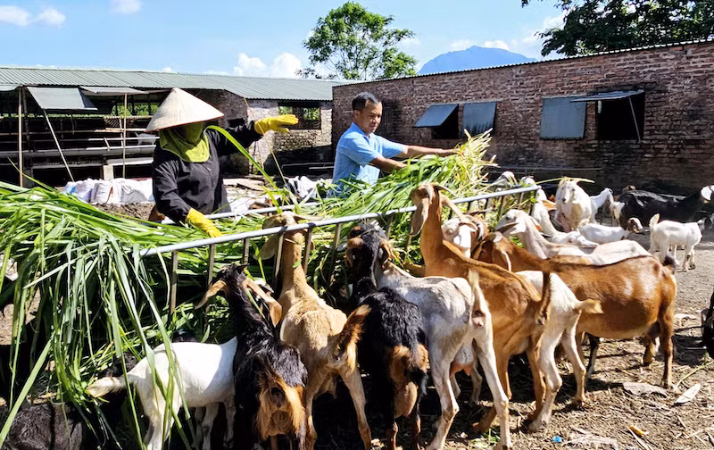Nhiều mô hình phát triển kinh tế đã mang lại hiệu quả cao cho người dân vùng đồng bào dân tộc thiểu số trên địa bàn tỉnh Quảng Ninh.