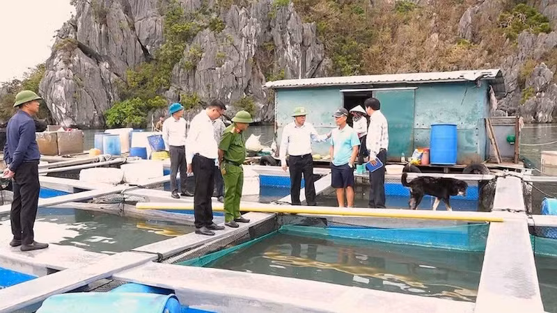 Lãnh đạo huyện Vân Đồn kiểm tra công tác bàn giao khu vực nuôi biển cho các hộ nuôi trồng thủy sản.