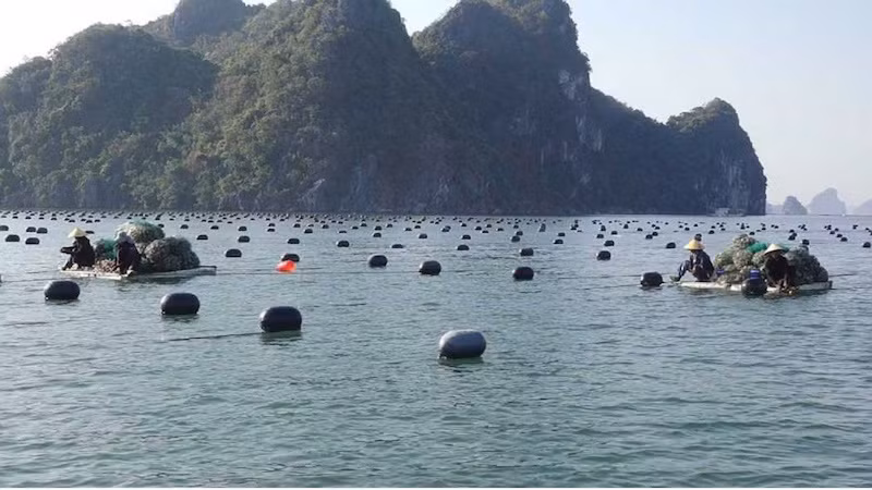 Các hộ nuôi trồng thủy sản của huyện Vân Đồn tranh thủ xuống giống sau bão số 3.