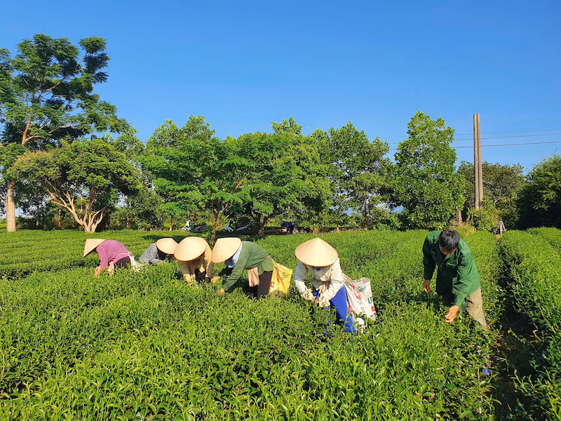 Quá trình thu hái chè được thực hiện với tiêu chuẩn “1 tôm 2 lá”.