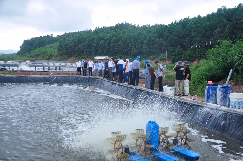 Các đại biểu tham quan mô hình nuôi tôm công nghiệp của ông Hà Văn Hào ở xã Cộng Hòa, thành phố Cẩm Phả.