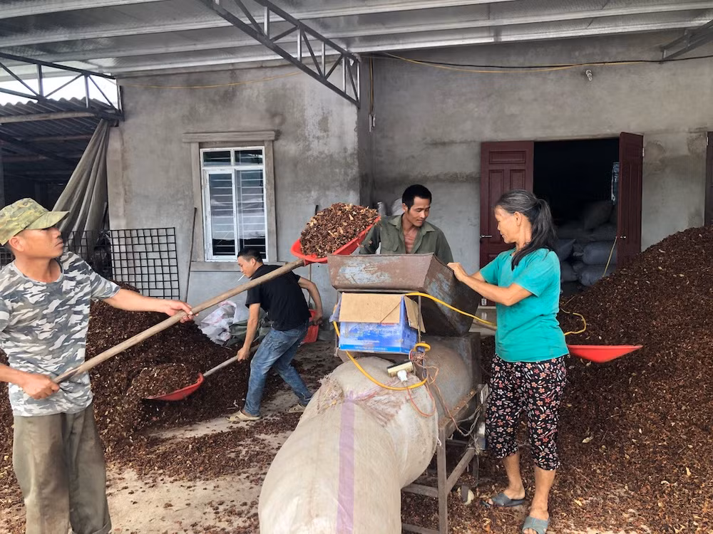 Sơ chế hoa hồi ở xã Hoành Mô, huyện Bình Liêu, Quảng Ninh. Sơ chế hoa hồi ở xã Hoành Mô, huyện Bình Liêu, Quảng Ninh.