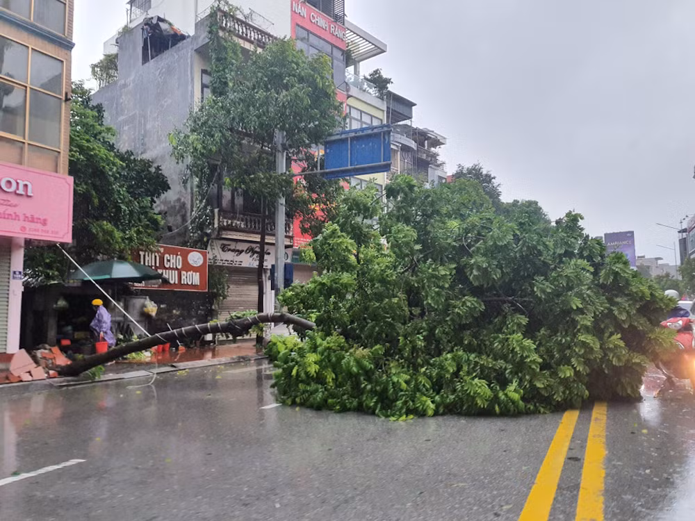 Một số cây xanh trên địa bàn thành phố Hạ Long bị đổ, gãy do ảnh hưởng của bão số 2. Một số cây xanh trên địa bàn thành phố Hạ Long bị đổ, gãy do ảnh hưởng của bão số 2.