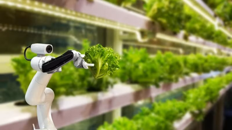 Nông nghiệp công nghệ cao là một trong những thế mạnh của Nhật Bản. (Ảnh minh họa)