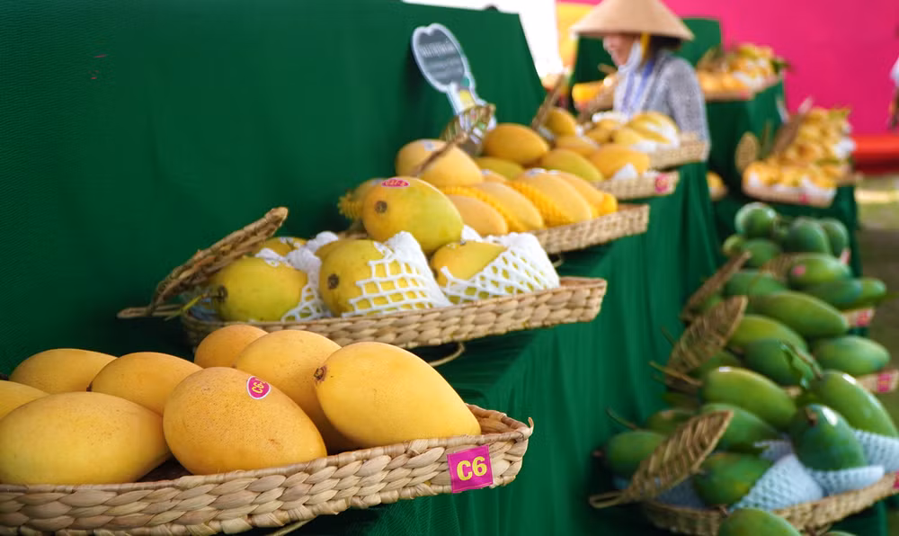 Những quả xoài được nông dân mang đến tham gia Hội thi “Trái xoài ngon”.