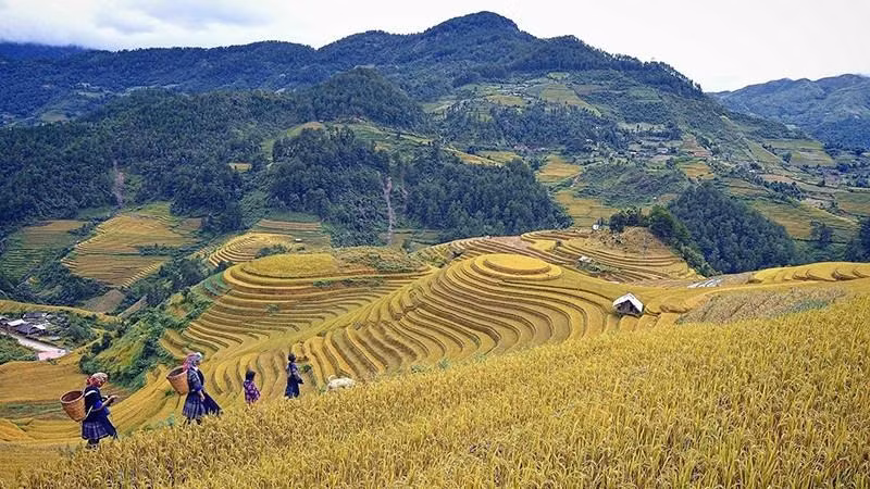Vùng trung du và miền núi phía bắc được đánh giá có nhiều tiềm năng về phát triển các lĩnh vực kinh tế xanh, gắn với rừng và dịch vụ môi trường rừng.
