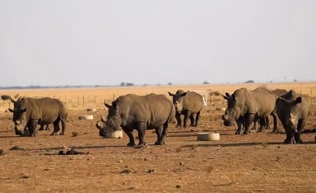 Tê giác tại khu bảo tồn tê giác Buffalo Dream Ranch. (Nguồn: Reuters) 