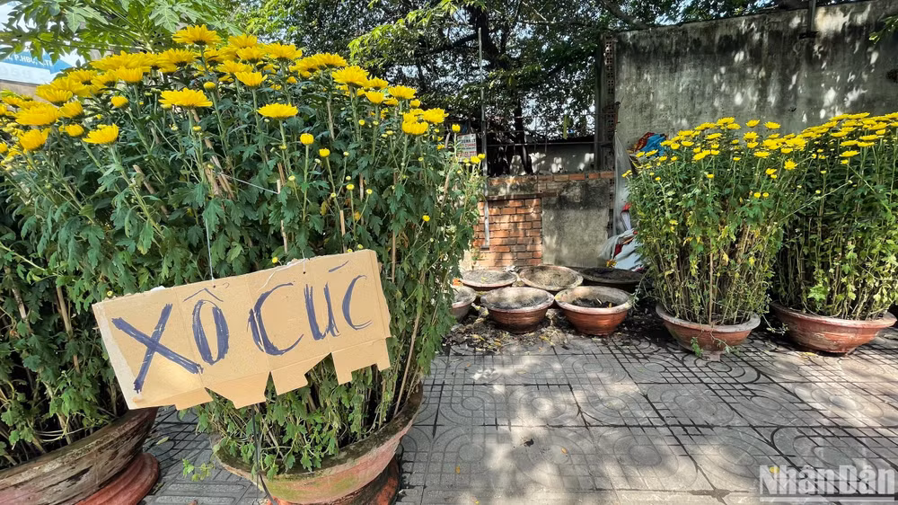 Chậu hoa cúc cỡ đại bày bán trên đường Phạm Văn Đồng (thành phố Thủ Đức) có mức giá 2,5 triệu đồng, ngày 29 Tết giảm còn 700 nghìn đồng cũng không ai mua. Chủ lô hoa cúc đã nhổ bỏ rất nhiều chậu cúc, không bán nữa.