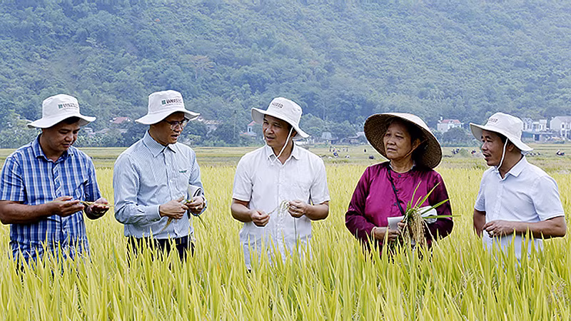 Lãnh đạo Sở Nông nghiệp và Phát triển nông thôn tỉnh Yên Bái cùng đại diện Tập đoàn Giống cây trồng Việt Nam tham quan thực tế mô hình trồng giống lúa mới thử nghiệm trên địa bàn. (Ảnh VĂN TUẤN)