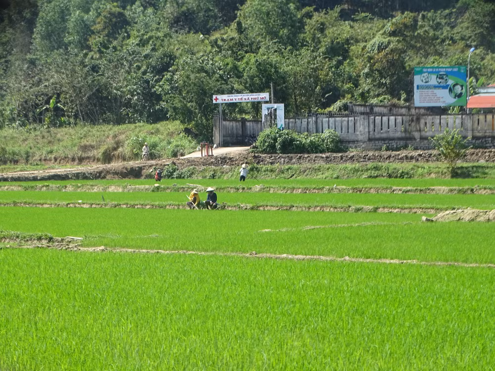 Người Chăm làng Phú Giang, xã vùng cao Phú Mỡ huyện Đồng Xuân, Phú Yên chăm sóc lúa hè thu.