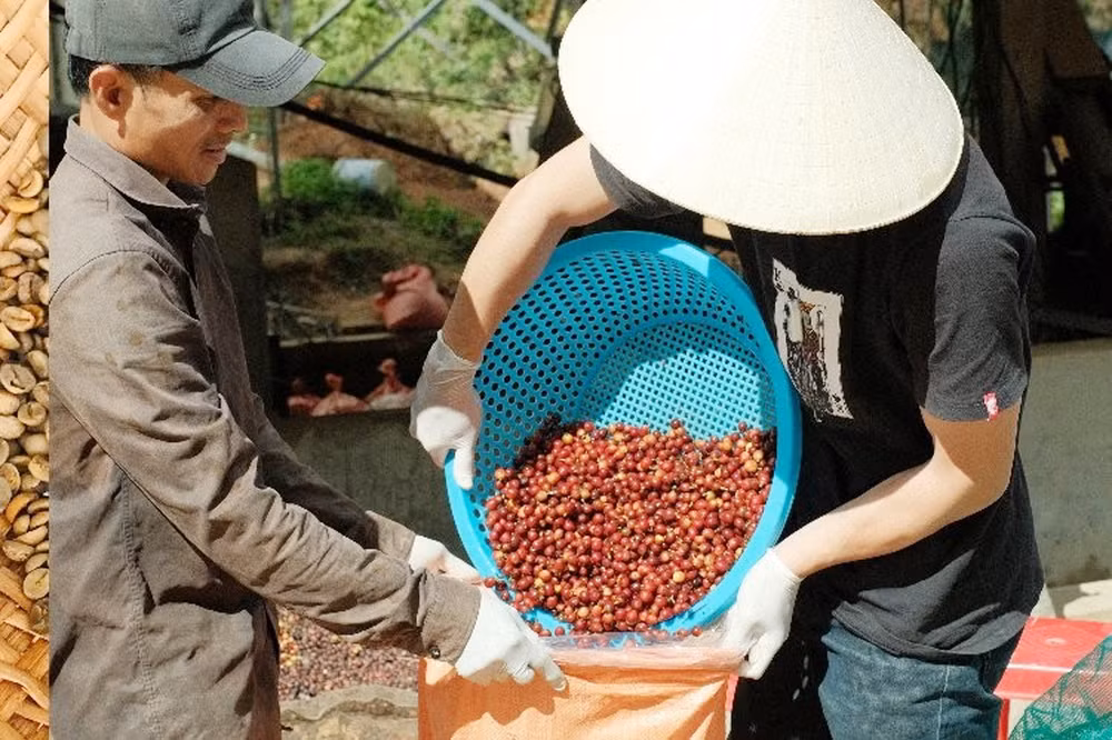 Đưa cà-phê sau khi rửa sạch vào bao bóng cho lên men. Đưa cà-phê sau khi rửa sạch vào bao bóng cho lên men.