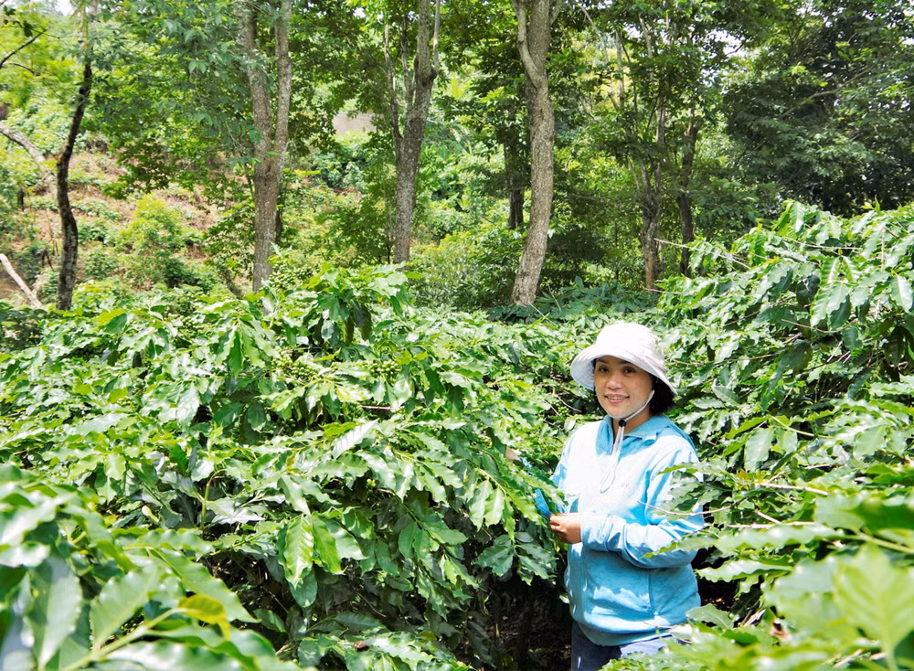 Mô hình vườn rừng cà-phê đa dạng sinh học của chị Ngọc Trâm. Mô hình vườn rừng cà-phê đa dạng sinh học của chị Ngọc Trâm.