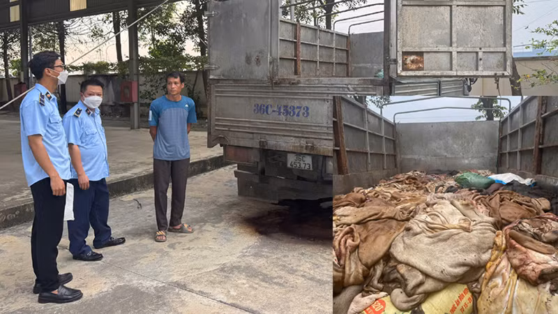 Da trâu, bò không rõ nguồn gốc, xuất xứ chở trên phương tiện bị cơ quan chức năng phát hiện, xử lý.