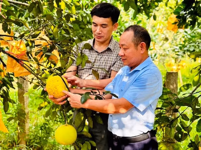 Sản lượng bưởi Phúc Trạch năm nay ước đạt hơn 21.000 tấn, tương đương giá trị 500 tỷ đồng.