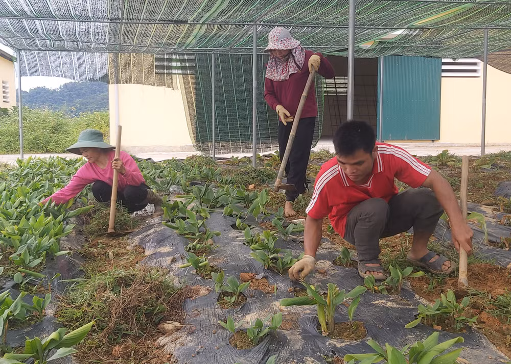 Tỉnh Thanh Hóa chủ trương đưa cây dược liệu trở thành một trong những cây trồng chủ lực tại các địa phương vùng cao. 